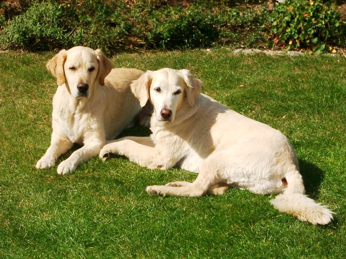 Hunde im Garten gefährdet durch Raupen-Gifthaare