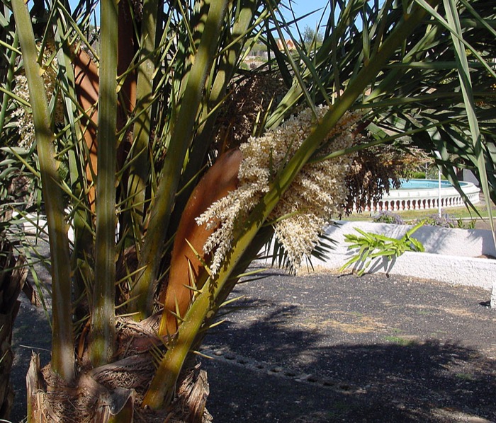 Phoenix canariensis Palmen – Palmrüssler-Gefahr auf Mallorca
